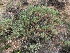 Artemisia rothrockii