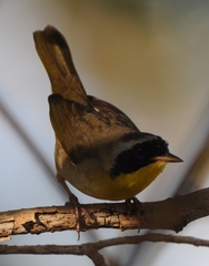 Geothlypis trichas