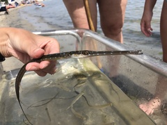 Fistularia tabacaria