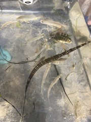 Fistularia tabacaria