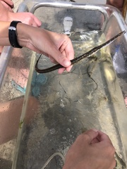 Fistularia tabacaria