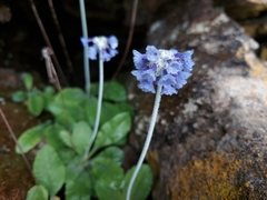 Primula bellidifolia
