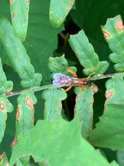 Theronia