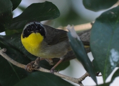 Geothlypis trichas