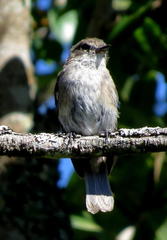 Muscicapa adusta adusta