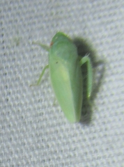Planipona delta