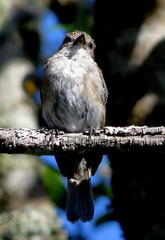 Muscicapa adusta adusta