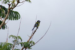 Parus monticolus