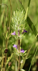 Pogogyne zizyphoroides
