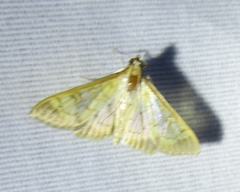 Mimorista subcostalis