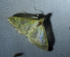 Mimorista subcostalis