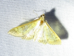 Mimorista subcostalis