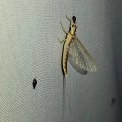 Pentagenia vittigera