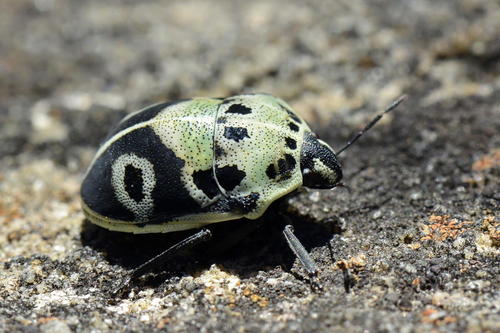 Common Voodoo Shieldbug