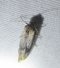 Crambodes