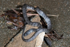 Pareas margaritophorus