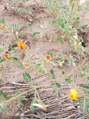 Kallstroemia grandiflora