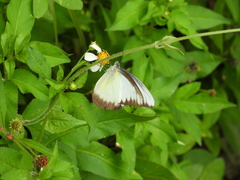 Appias lyncida eleonora