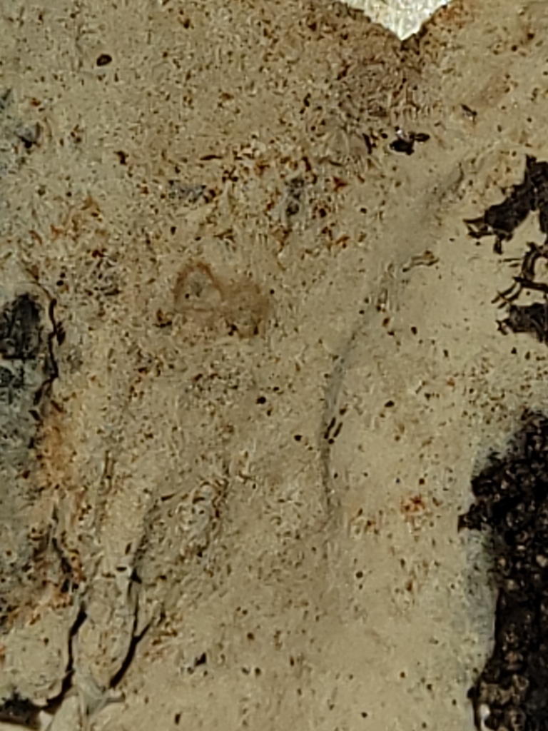 Phanerochaete sanguineocarnosa