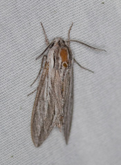 Cucullia laetifica