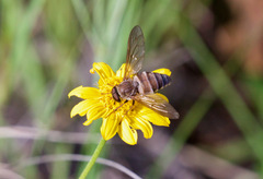 Esenbeckia