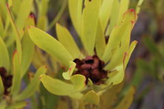 Leucadendron microcephalum
