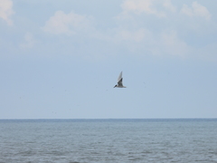 Gelochelidon nilotica