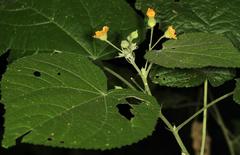 Abutilon ramosum