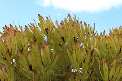 Leucadendron microcephalum