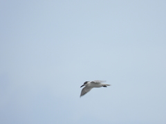 Gelochelidon nilotica