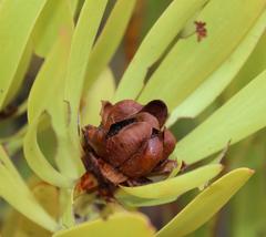 Leucadendron microcephalum