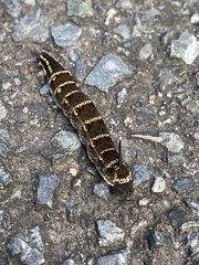 Theretra oldenlandiae