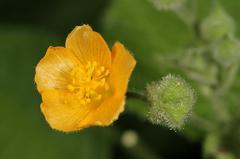 Abutilon ramosum