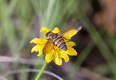Esenbeckia