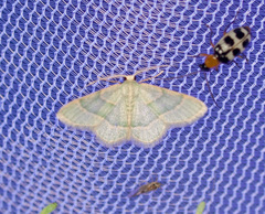 Chlorochlamys appellaria