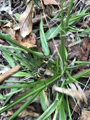 Eriotremex formosanus