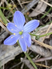 Chamaescilla corymbosa