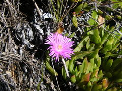 Ruschia rubricaulis