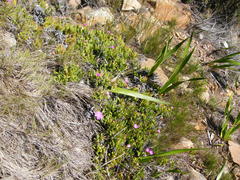 Ruschia rubricaulis