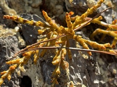 Arceuthobium littorum