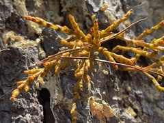 Arceuthobium littorum