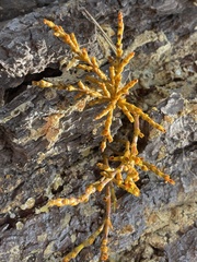 Arceuthobium littorum
