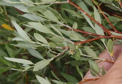 Salix eastwoodiae