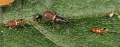 Oxycarenus