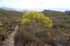 Leucadendron microcephalum