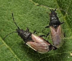Oxycarenus