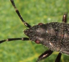 Oxycarenus