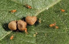 Oxycarenus