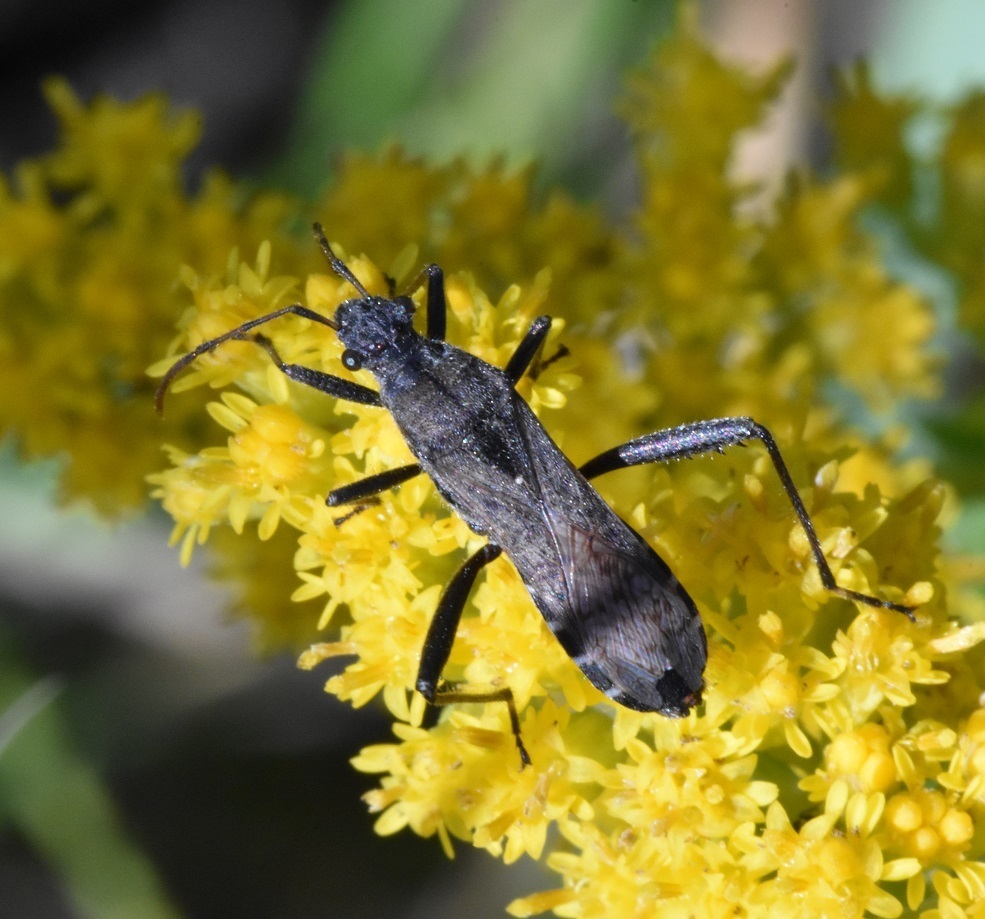 Alydus conspersus