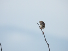 Cisticola juncidis